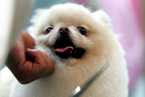 怎样让狗狗剪毛时不动