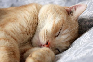 如何让猫咪瘦一点