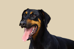 杜宾犬什么时候立耳