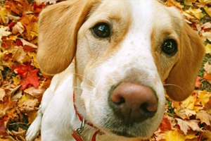 狗狗剪毛注意事项