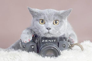 如何让猫咪不咬人