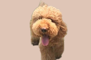 巨贵犬不吃东西怎么办