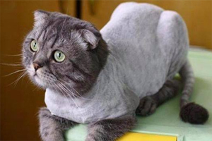 猫咪剪毛注意事项