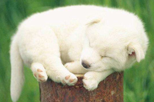 狗狗断尾注意事项