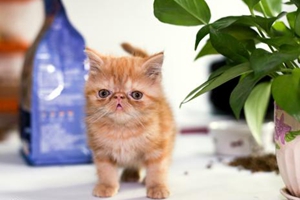 如何让猫咪适应新环境