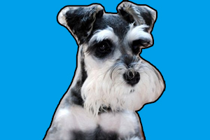 雪纳瑞断尾注意事项