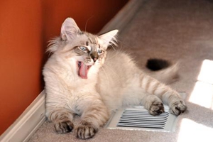 怎么让猫咪吃药