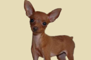 小鹿犬什么时候换牙