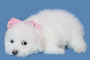 比熊换毛期注意事项