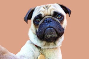 八哥犬不能吃什么食物