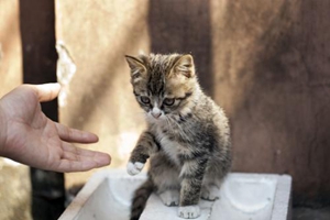 猫咪生宝宝的前兆有哪些