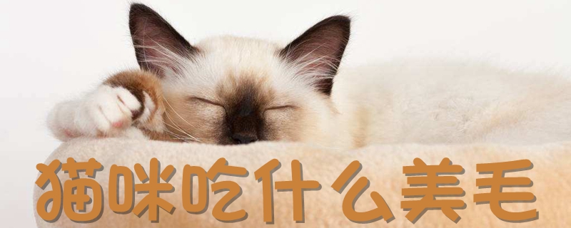 猫咪吃什么美毛