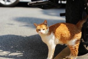 猫咪吃什么美毛