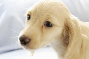 怎么防止小狗感冒