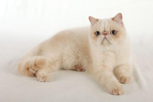 猫咪吃什么毛长得好