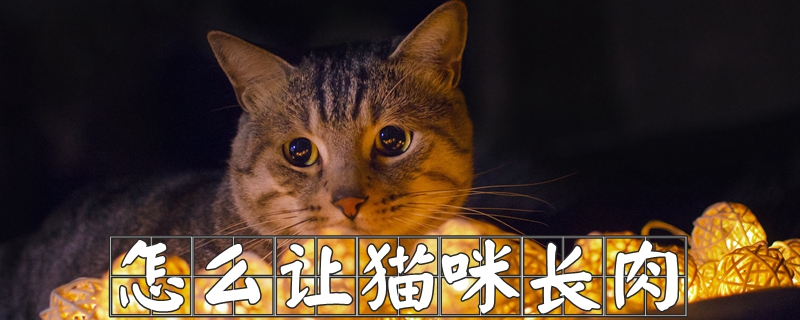 怎么让猫咪长肉