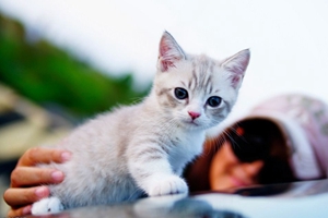 怎么让猫咪长肉