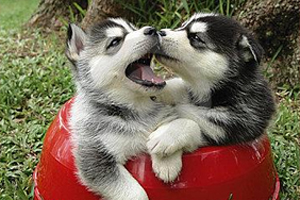 小狗护食咬人怎么办