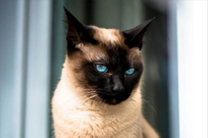 暹罗猫很瘦怎么办