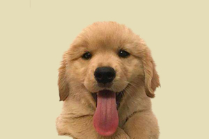 小金毛不爱喝水怎么办