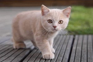 小猫咪怎么教不咬人