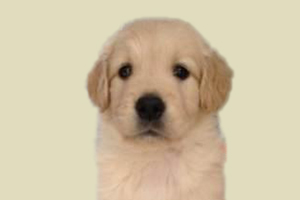 小金毛不爱吃狗粮怎么办