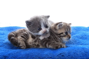 怎么教猫咪上厕所