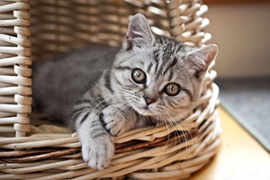 被猫咪抓伤怎么处理