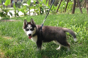 如何让哈士奇上厕所