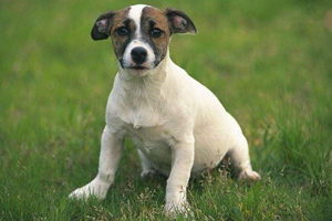 怎么教小狗握手