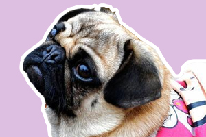 狗狗生气了怎么办