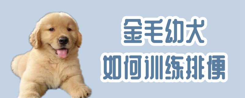 金毛幼犬如何訓練排便