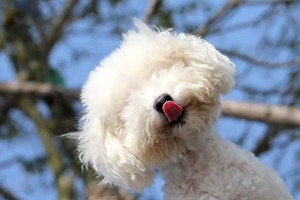 怎么教小狗用马桶