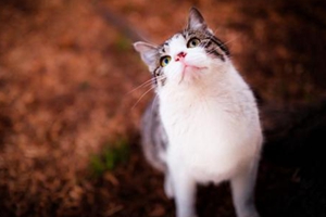 怎么教猫咪睡猫窝