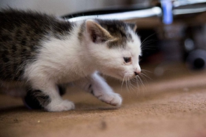 给猫咪洗澡注意什么