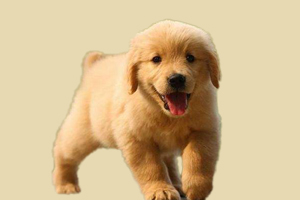 金毛幼犬什么时候打针