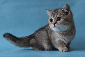 英国短毛猫怎么洗澡