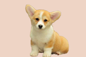 柯基狗不吃东西怎么办