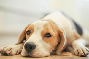 狗狗打针注意事项