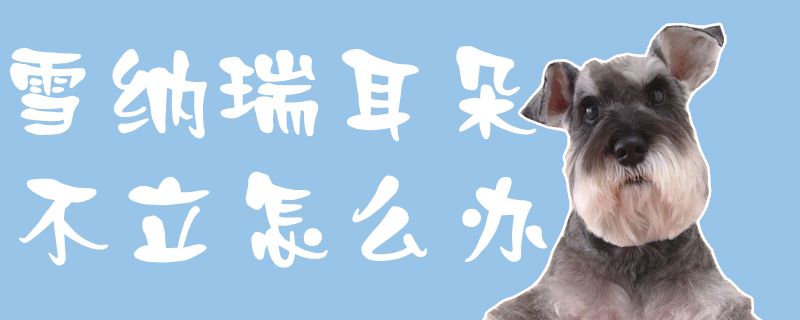 雪纳瑞耳朵不立怎么办1