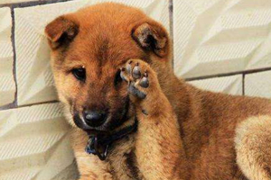 小狗淌眼泪怎么办