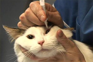 小猫淌眼泪怎么办