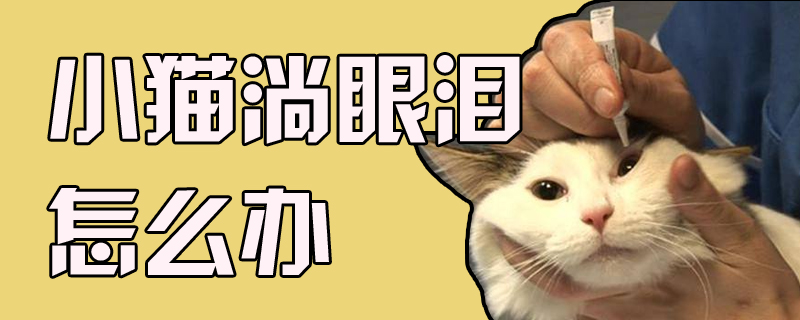 小猫淌眼泪怎么办