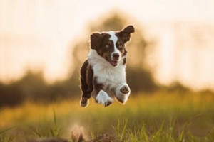 小狗在家大小便怎么办