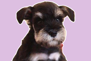 雪纳瑞洗澡注意事项