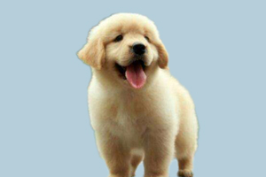 小金毛什么时候能洗澡