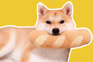 柴犬护食怎么办