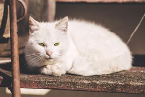 怎么教小猫睡猫窝