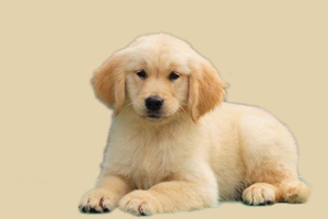 小金毛不爱吃食怎么办