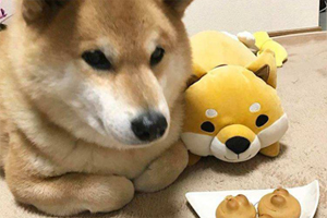 柴犬挑食怎么办